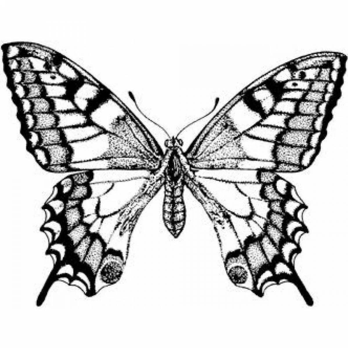 Раскраска очаровательная бабочка-парусник
