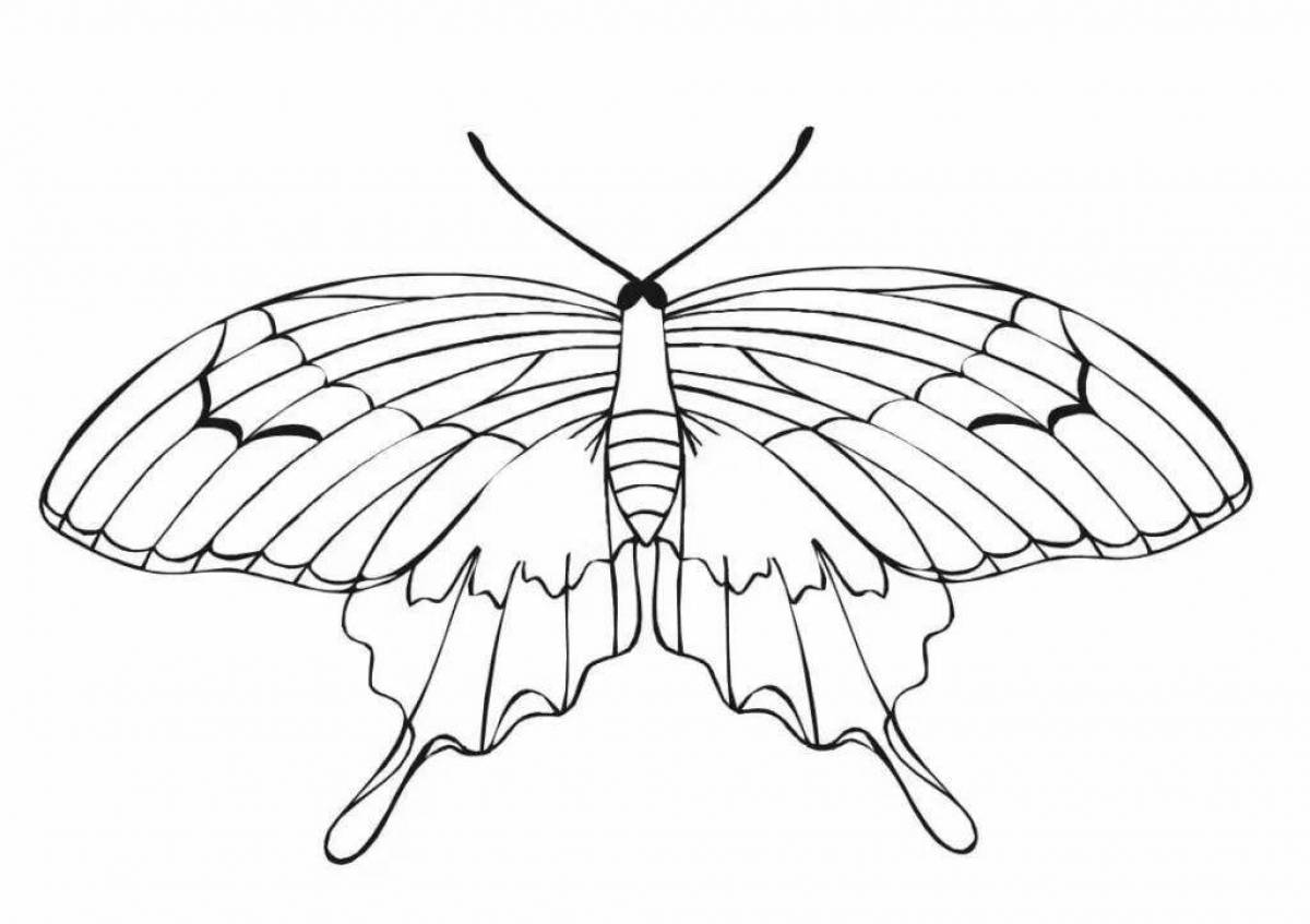 Раскраска буйная бабочка-парусник