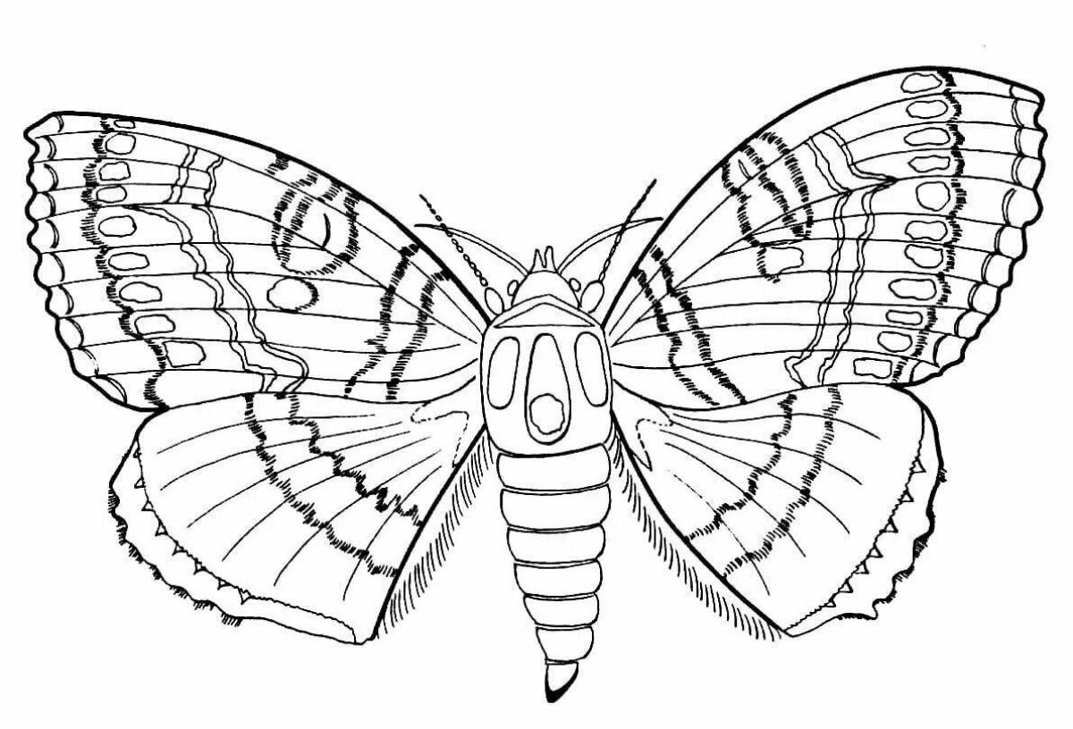 Coloring page joyful sailboat butterfly