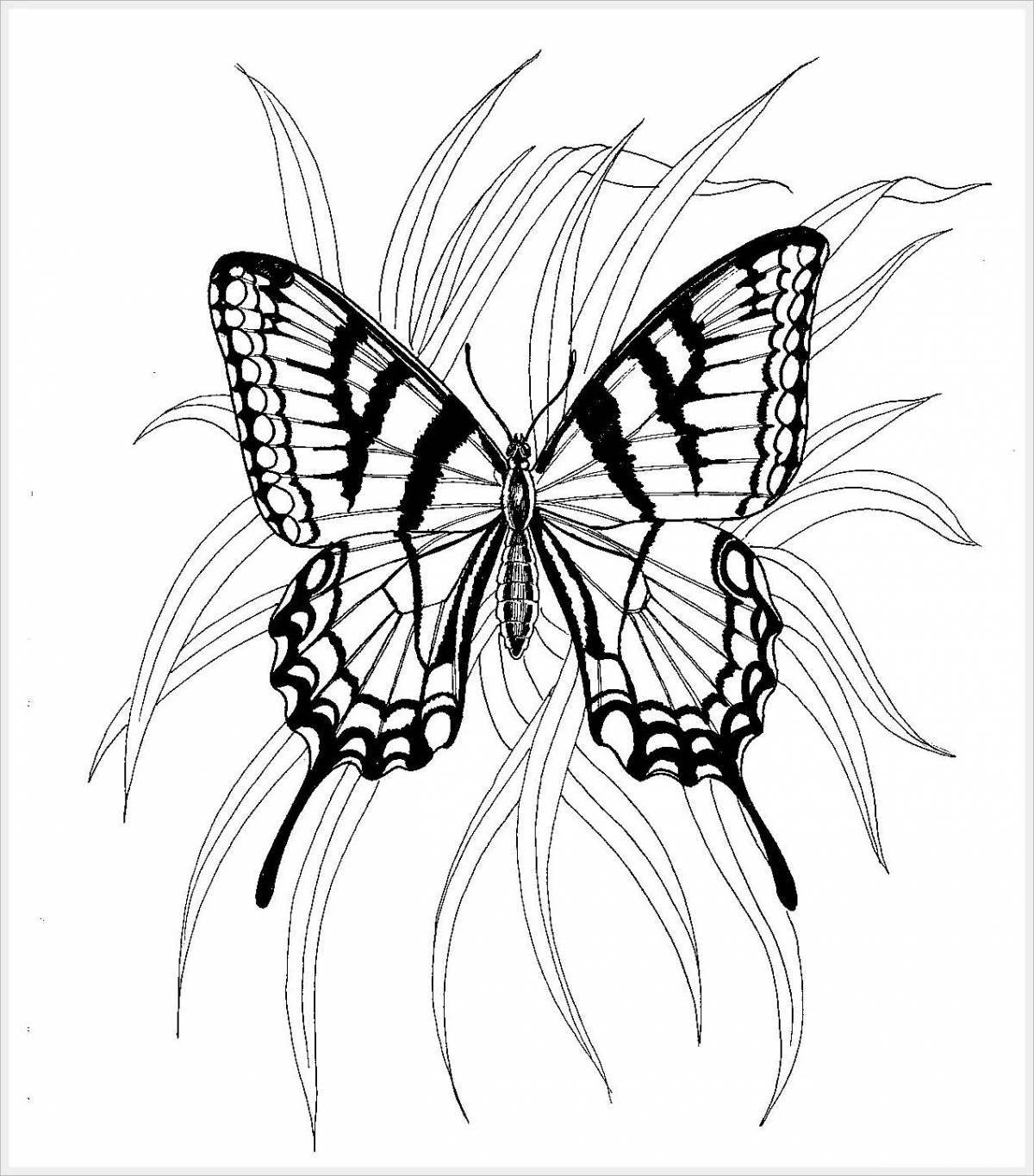 Красочная страница раскраски бабочки-парусника