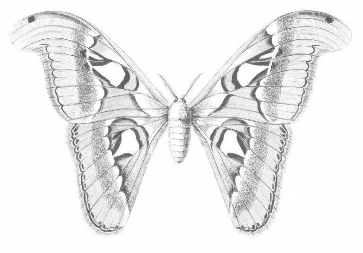 Раскраска игривая бабочка-парусник