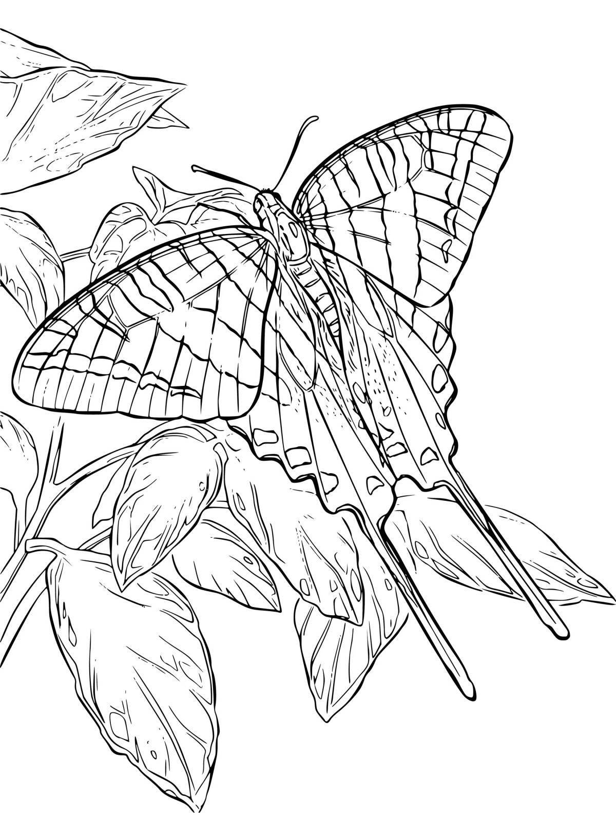 Раскраска элегантная бабочка-парусник