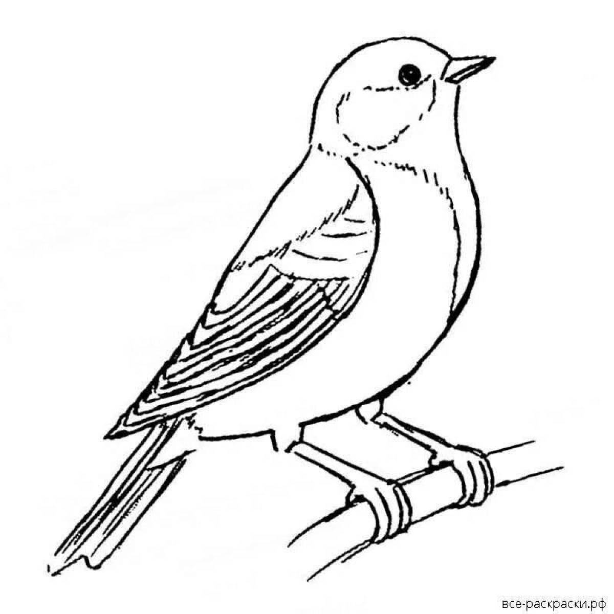 Glowing tit and bullfinch coloring page