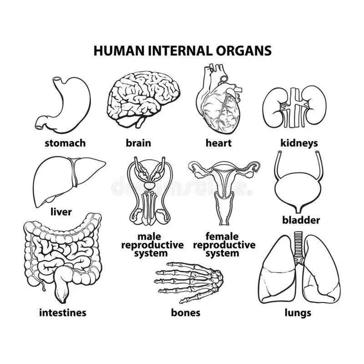 Fun coloring of human organs