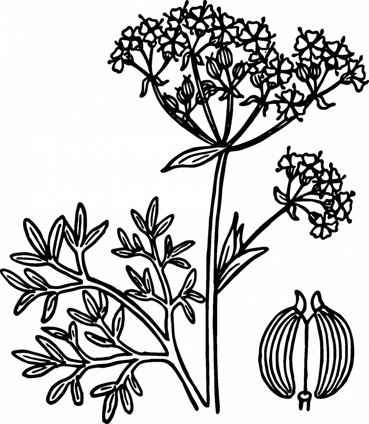 Colorful dill coloring page