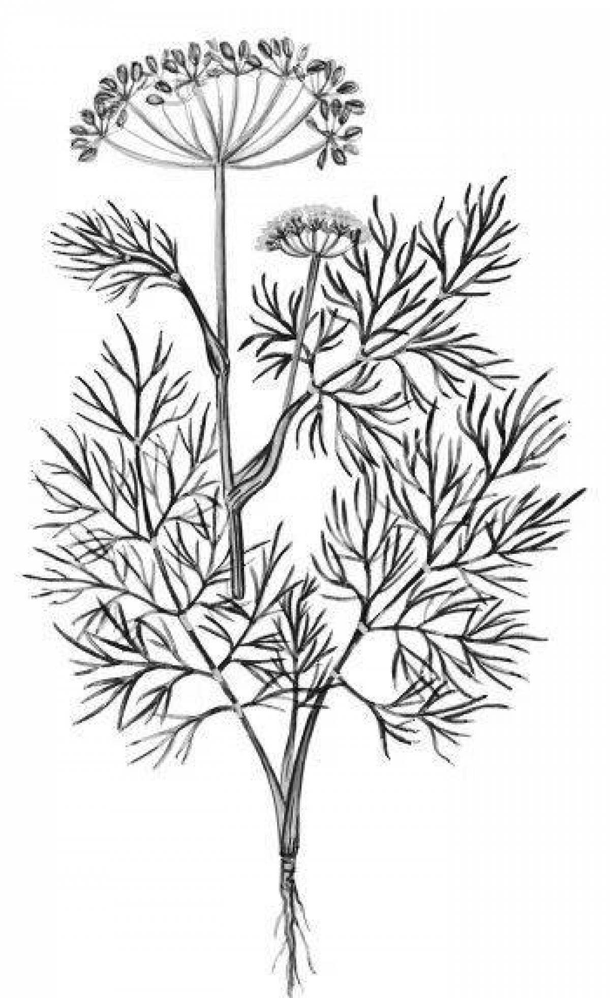 Bright dill coloring page