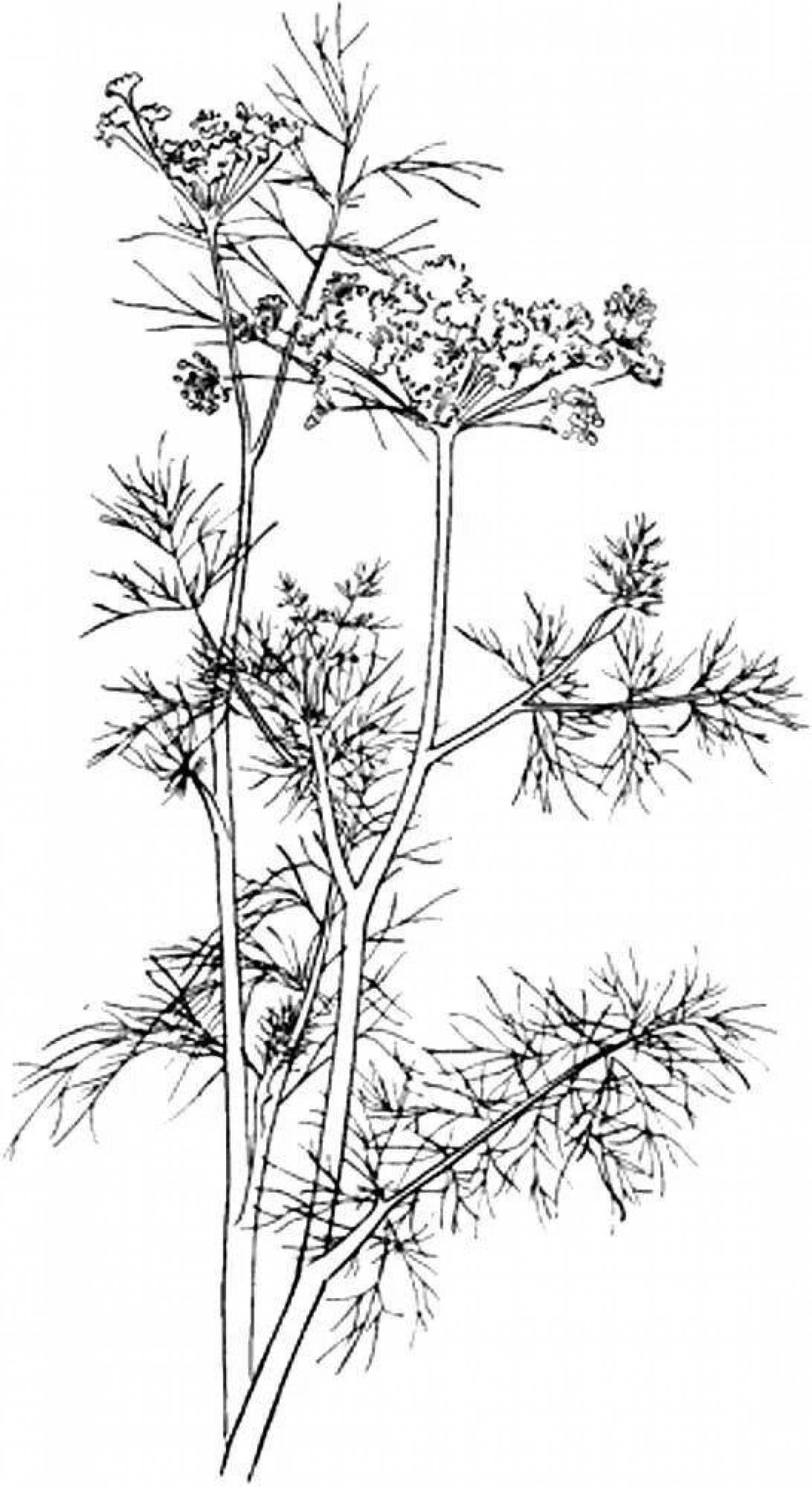 Coloring page joyful dill