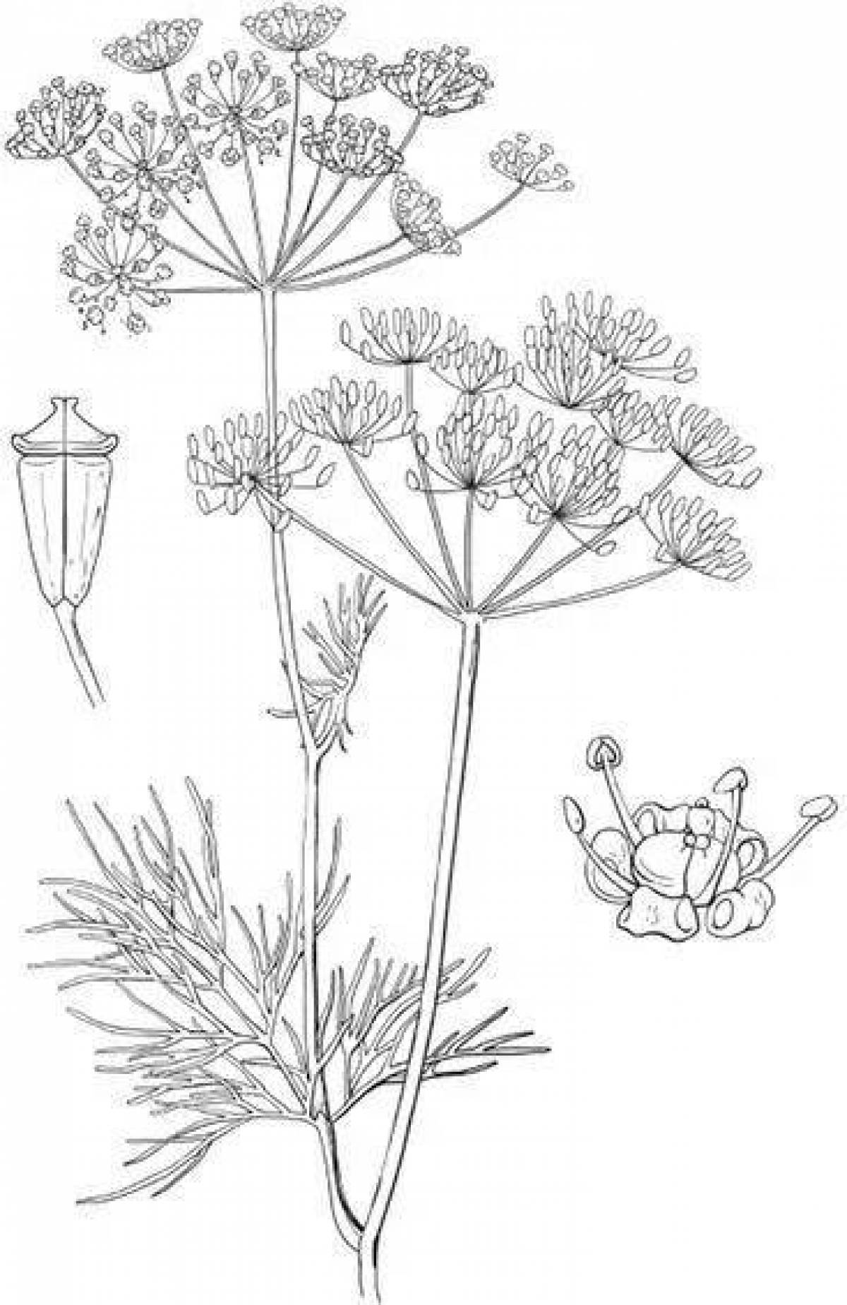 Cute dill coloring page