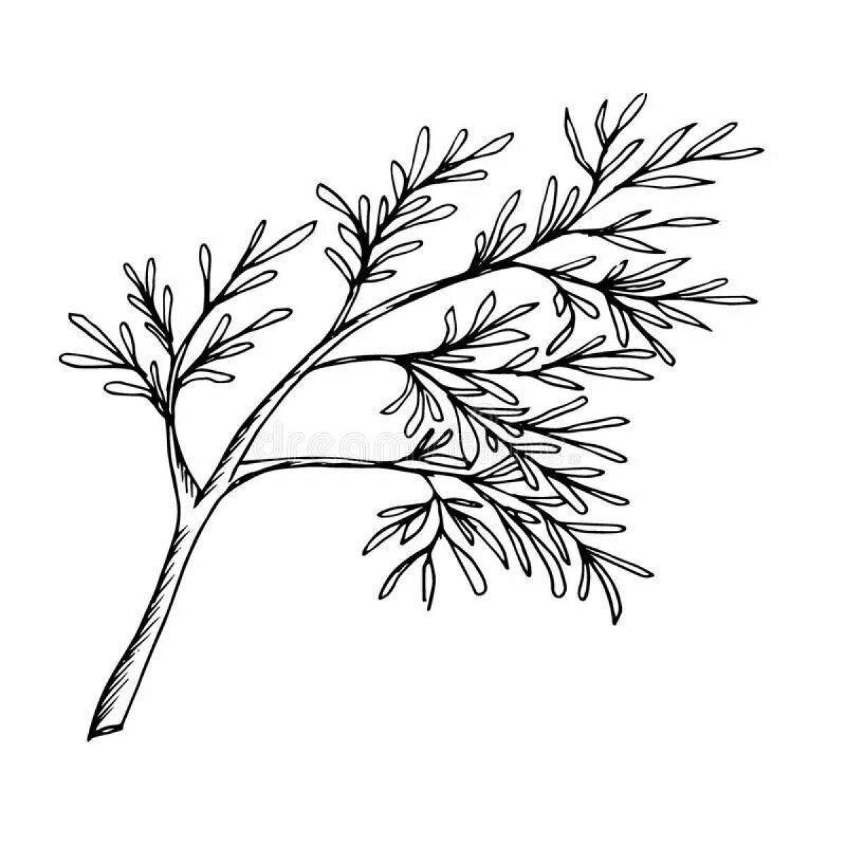 Fancy dill coloring