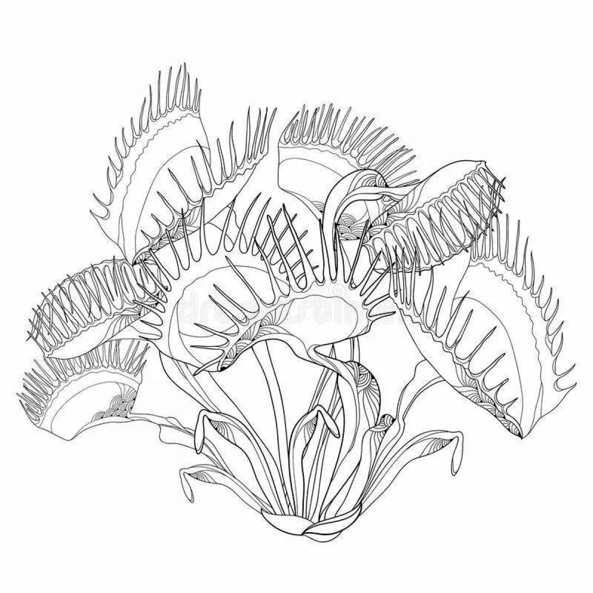 Венерина мухоловка (Dionaea) раскраска