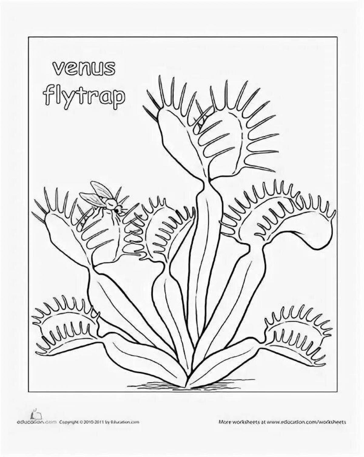 Венерина мухоловка (Dionaea) раскраска