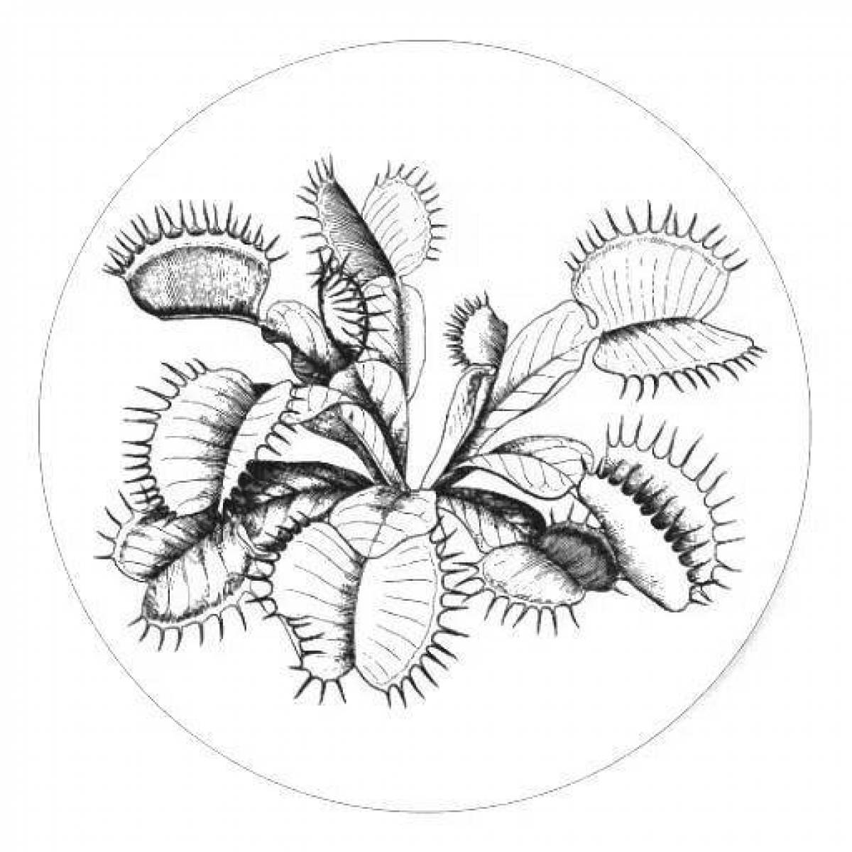 Венерина мухоловка растение раскраска