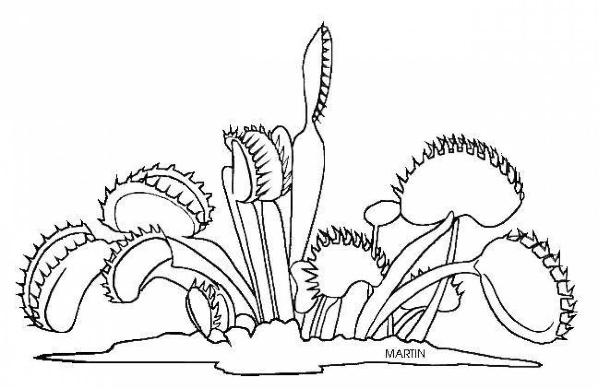 Удивительное растение рисунок. Венерина мухоловка. Венерина мухоловка растение раскраска. Нарисовать растение Венерина мухоловка. Венерина мухоловка чб.