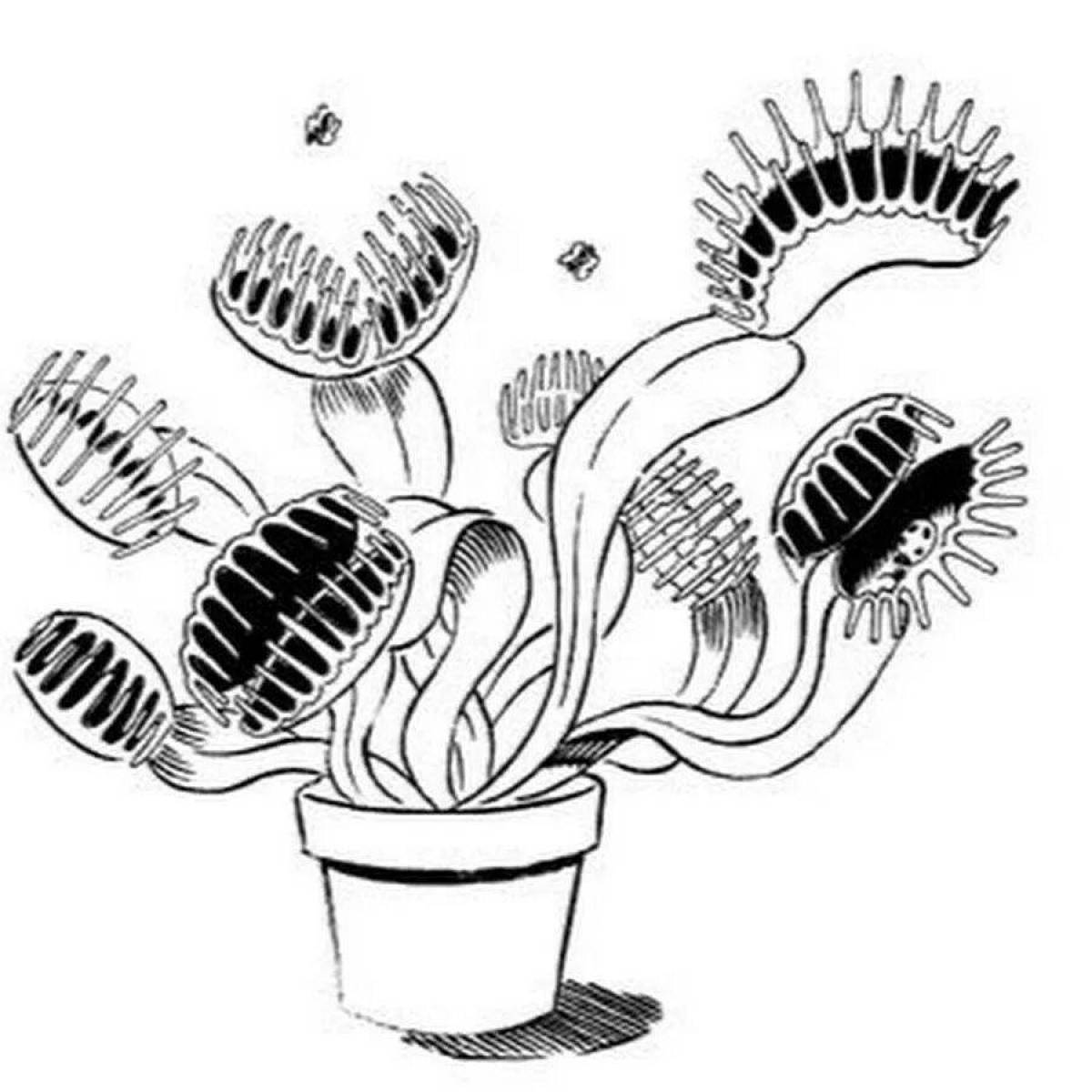 Хищные растения Венерина мухоловка рисунок