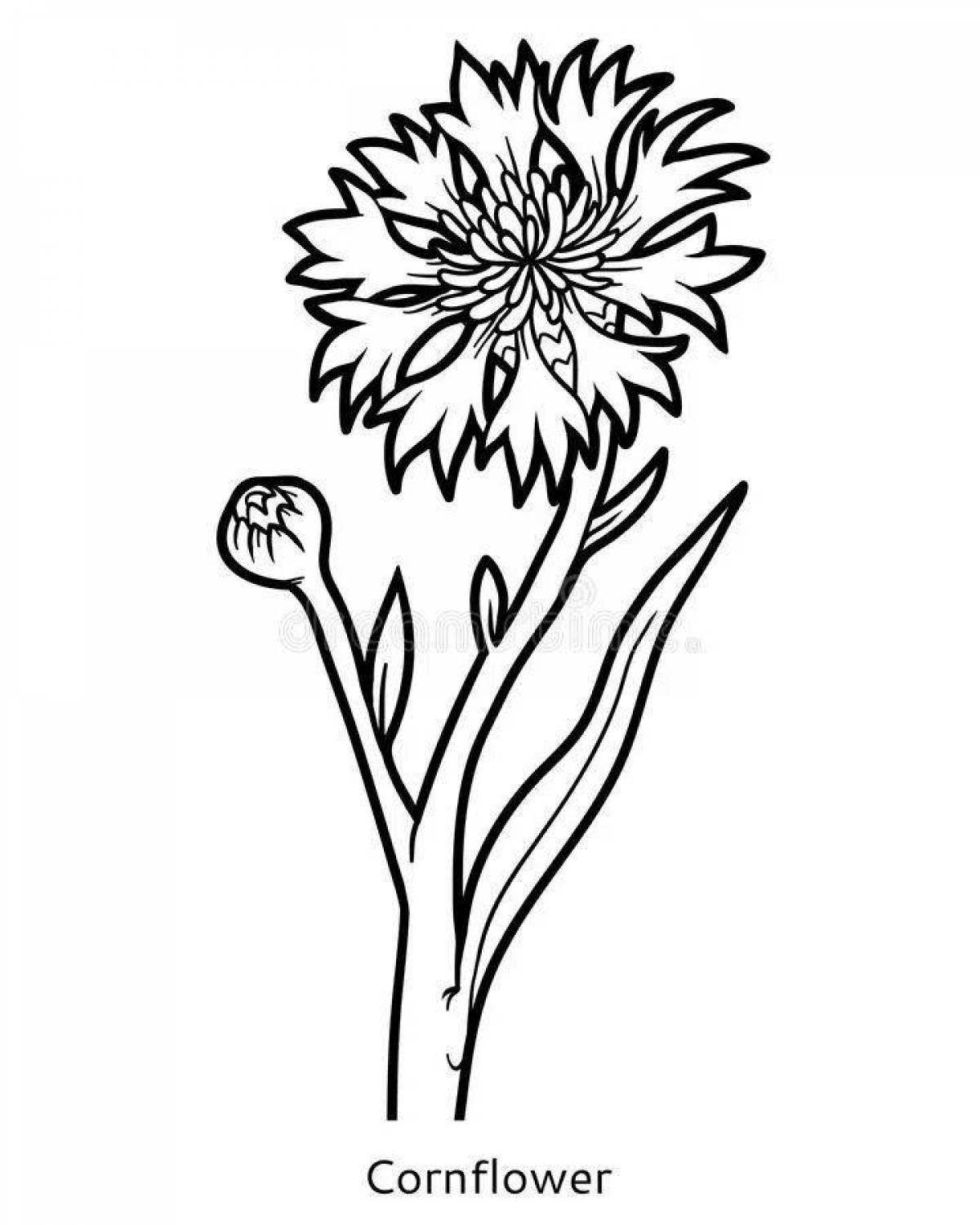 Разукрашки цветок Василек