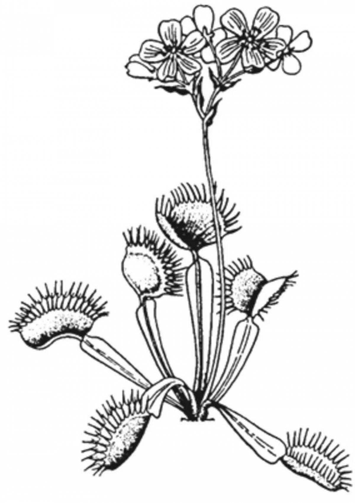 Charming venus flytrap coloring book