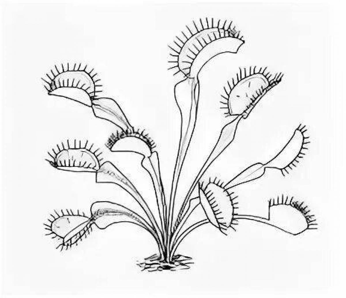 Coloring book bright venus flytrap
