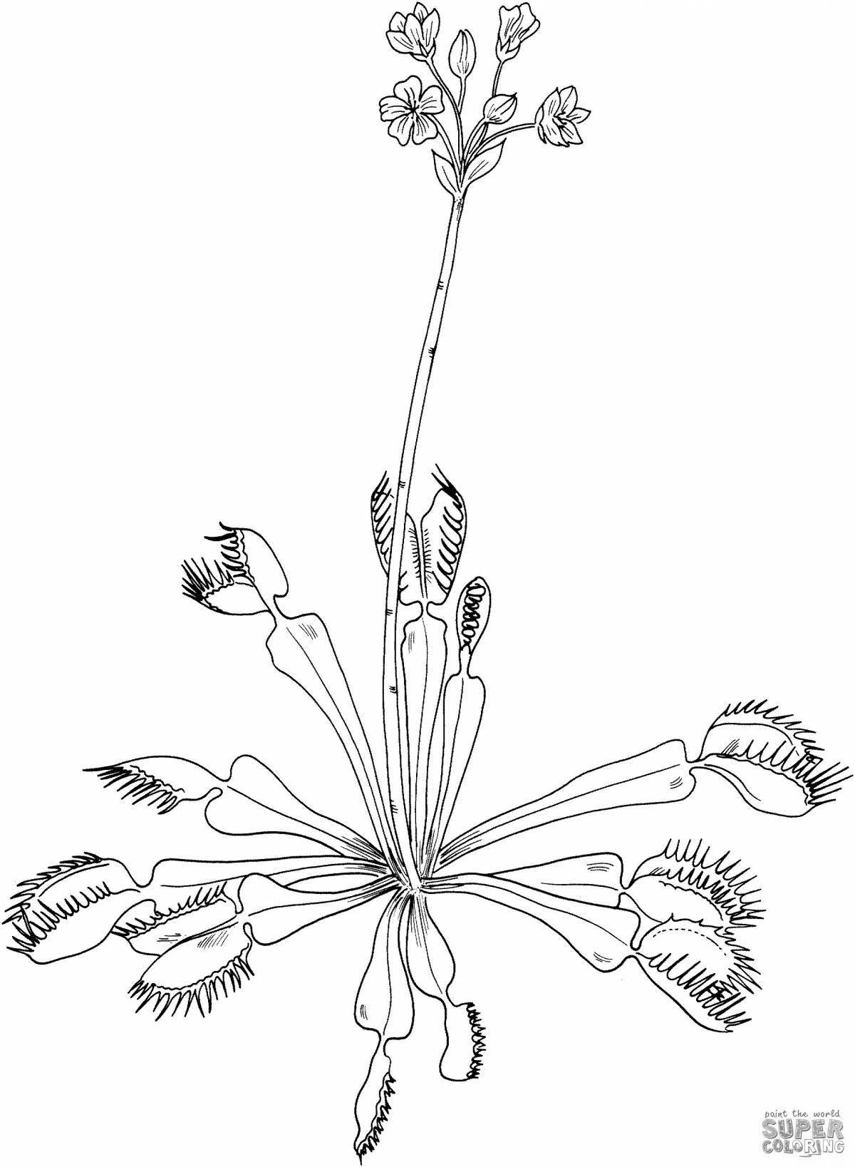 Coloring page playful venus flytrap