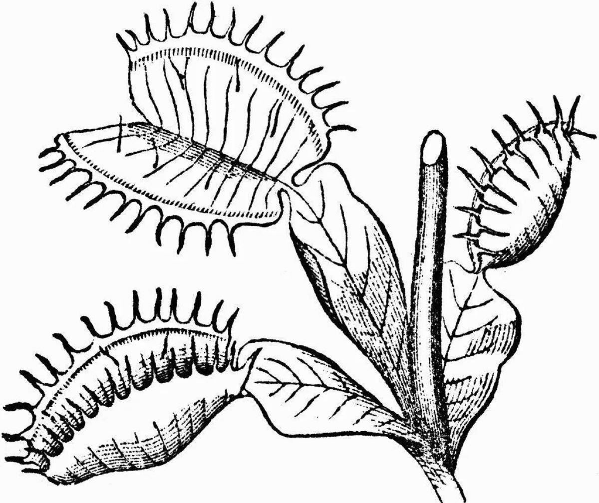 Venus flytrap fairy tale coloring book