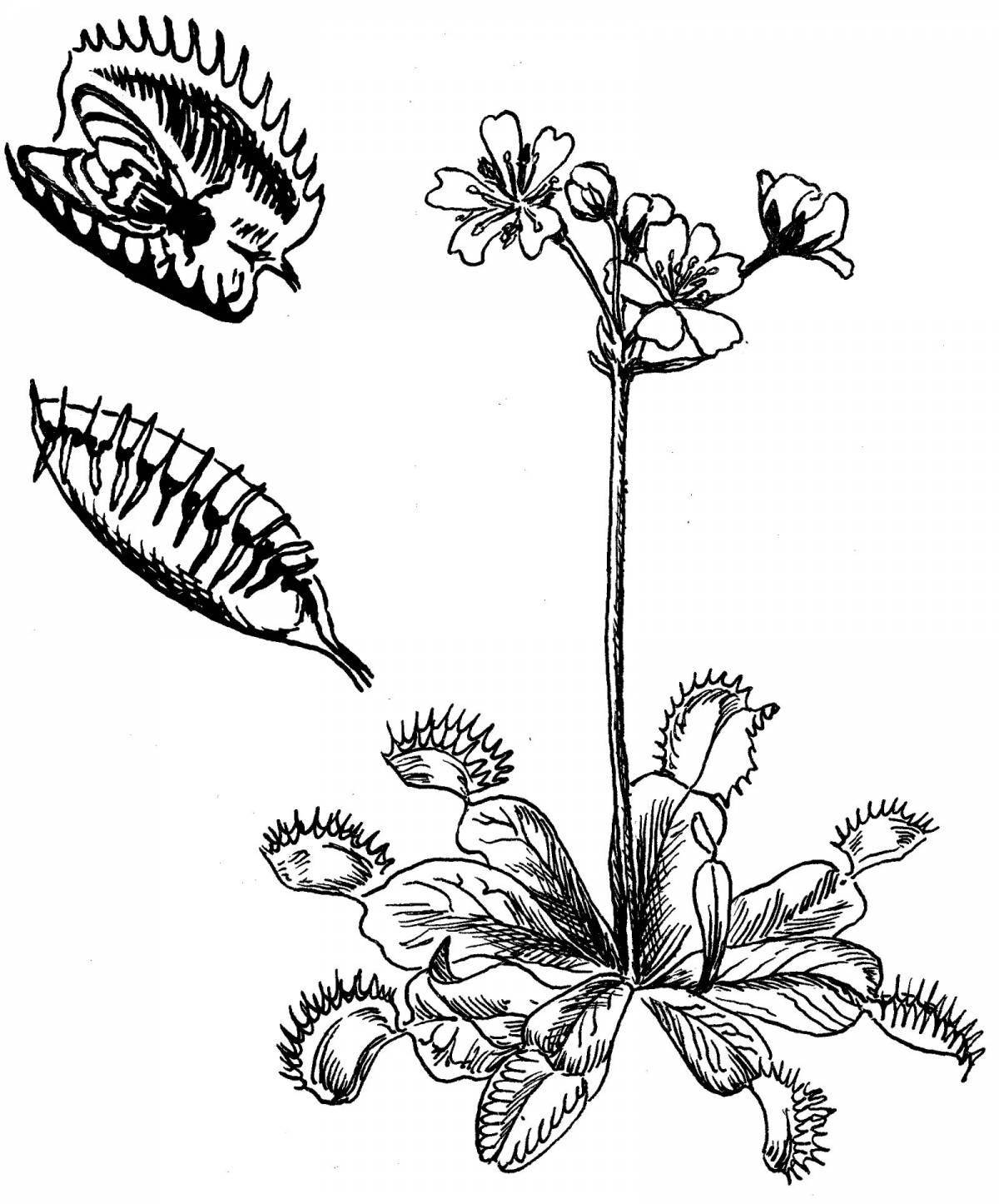 Beautiful venus flytrap coloring book