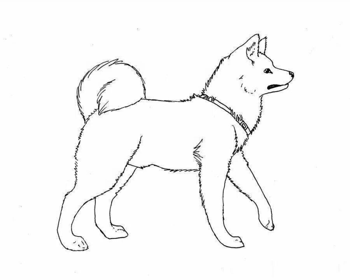 Coloring page for a dazzling Akita Inu
