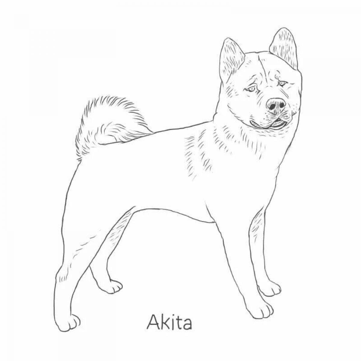 Animated akita inu coloring page