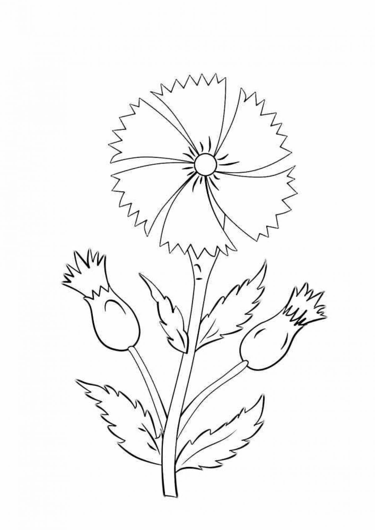Радиант раскраска цветок василек