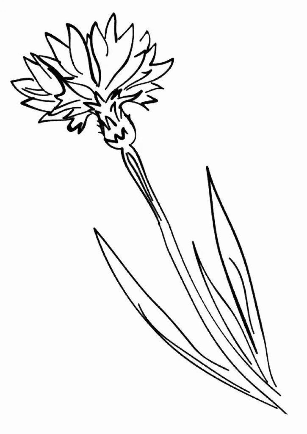 Славная раскраска цветок василек