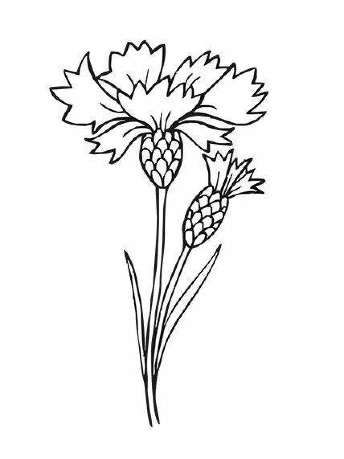 Ослепительная раскраска цветок василек