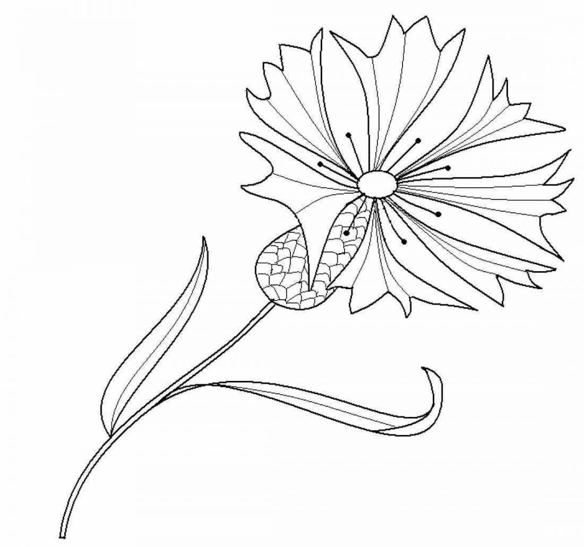 Безмятежная раскраска цветок василек