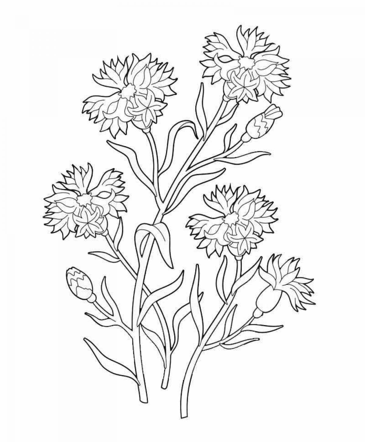 Живая раскраска цветок василек