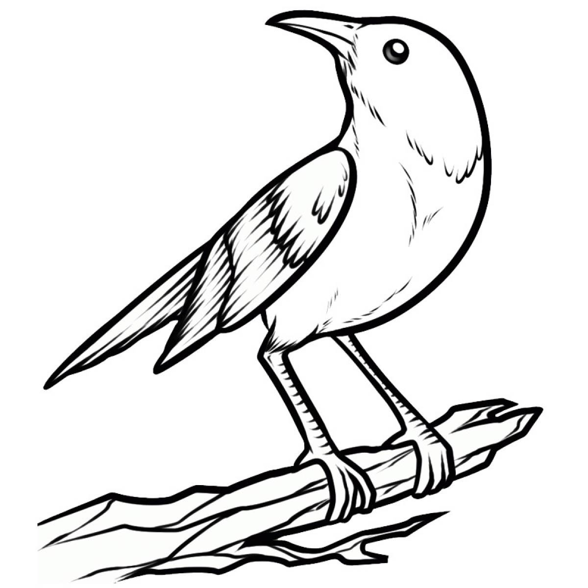 Nightingale drawing