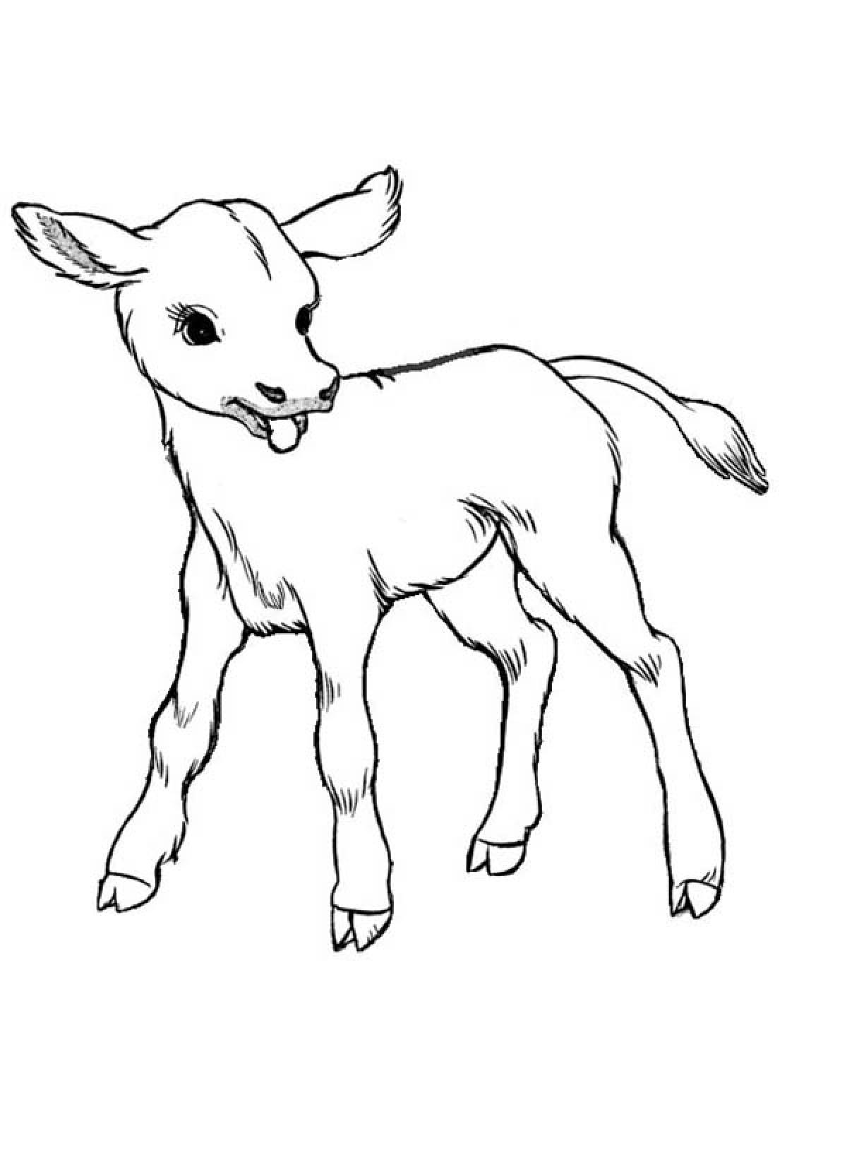 Hornless calf