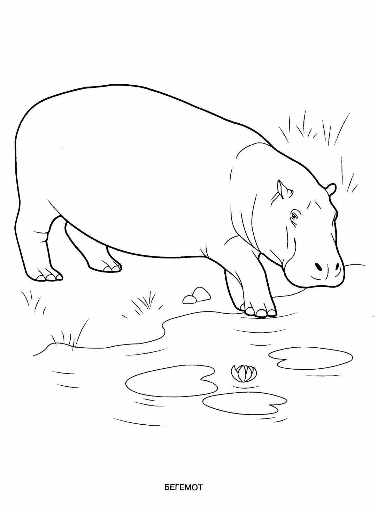 Photo Hippopotamus