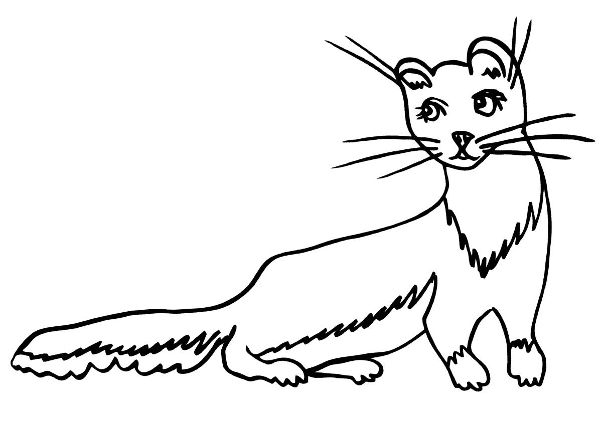 Ferret drawing