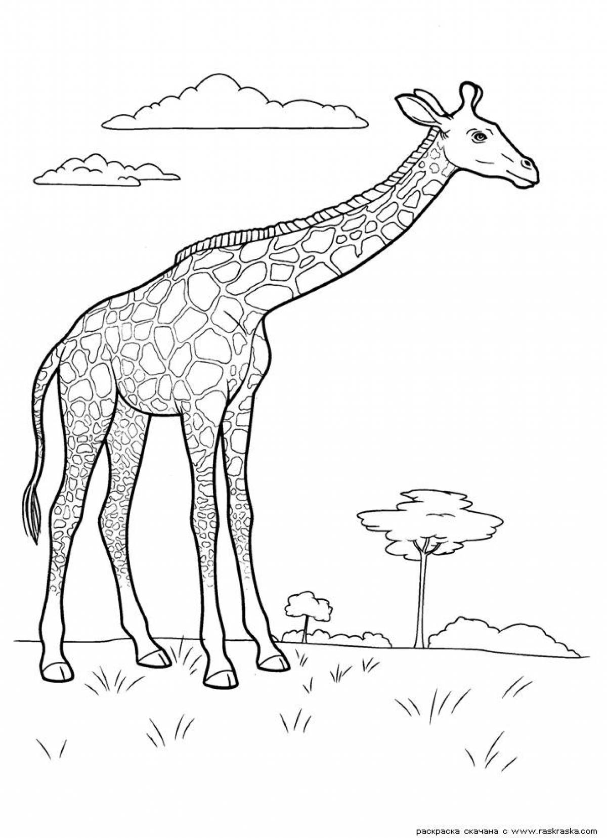 Фото Большой жираф