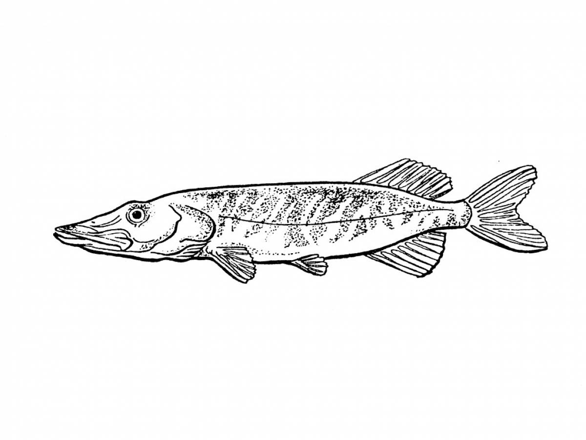 Pike fish