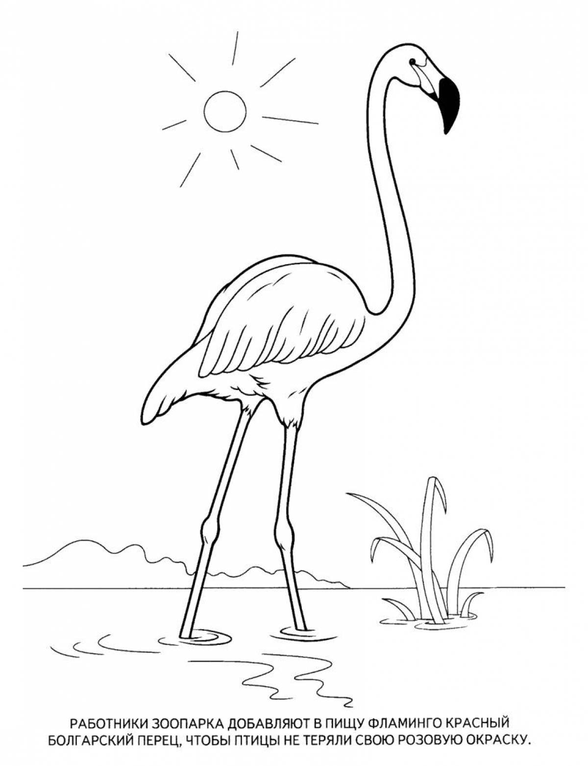 Sun and flamingos