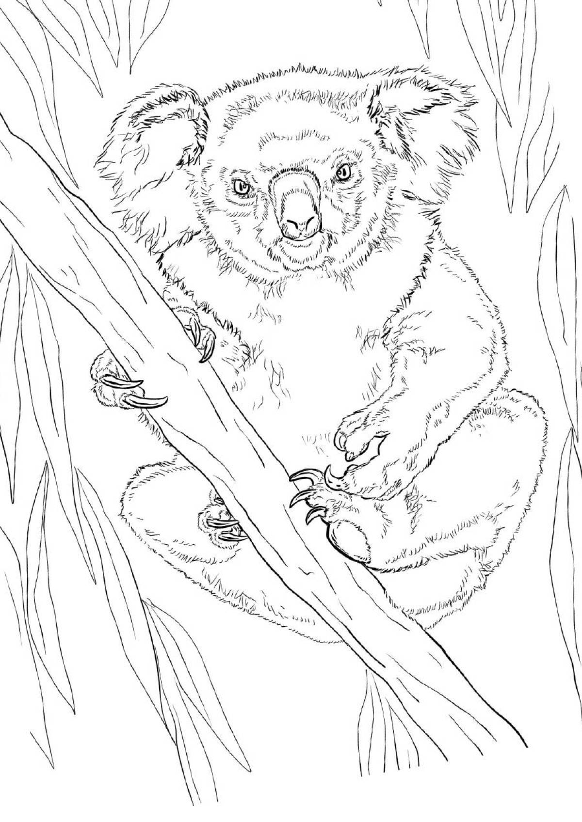 Photo Koala on a branch