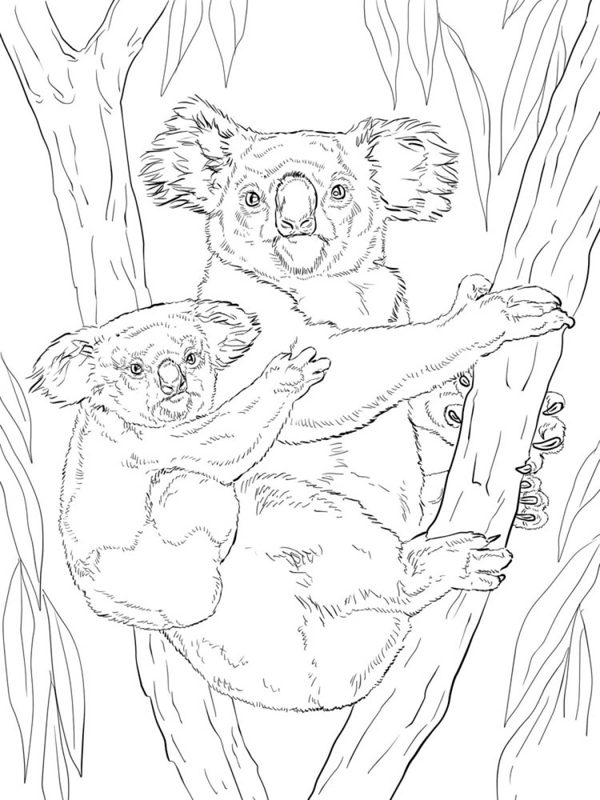 Photo Koala with a cub in a tree