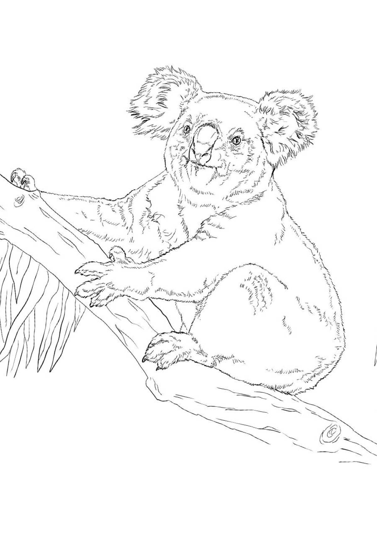Photo Koala drawing