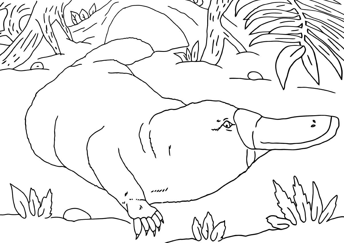 Drawing platypus