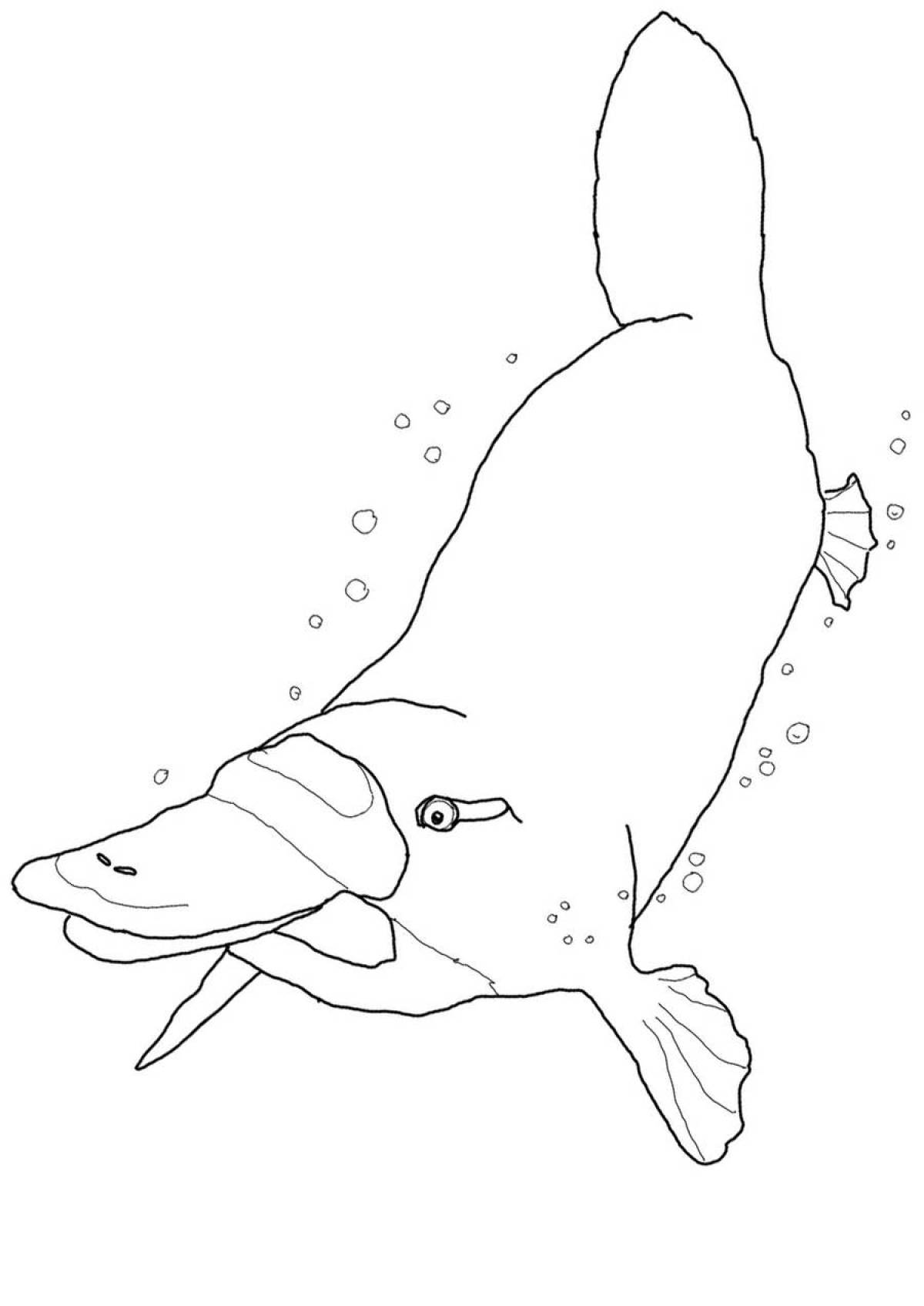 Animal platypus