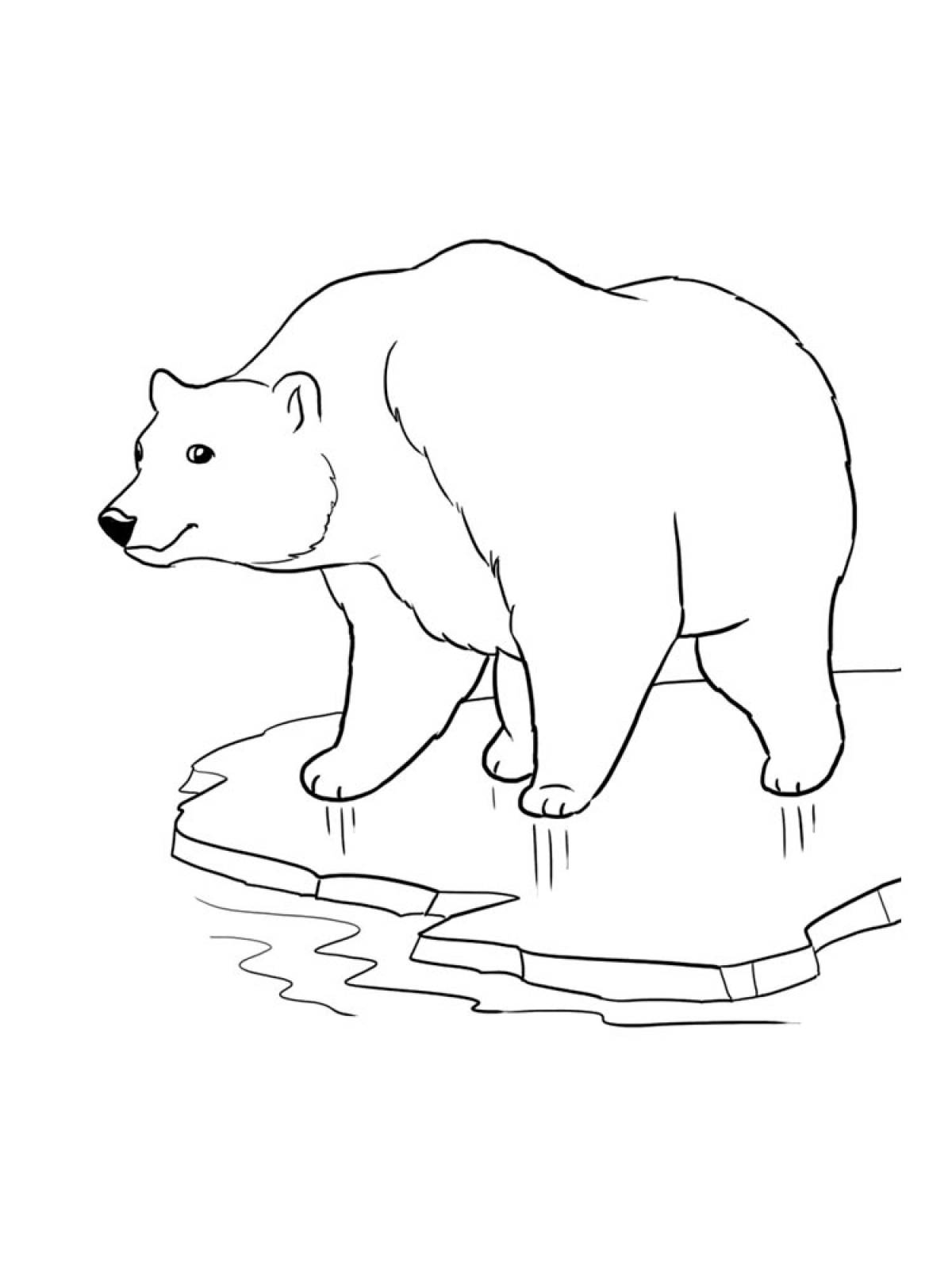 Фото Медведь на льдине