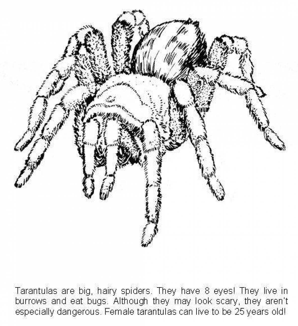 Как рисовать тарантула