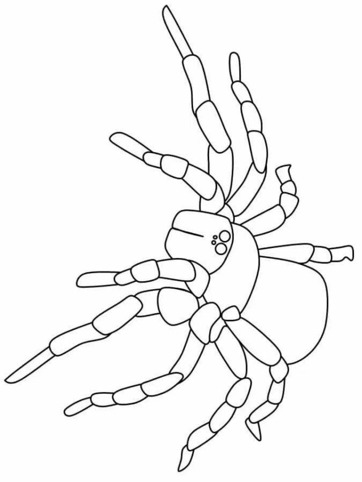 Паук распечатка. Паук раскраска. Паук раскраска для детей. Паук Тарантул раскраска. Паук птицеед раскраска.