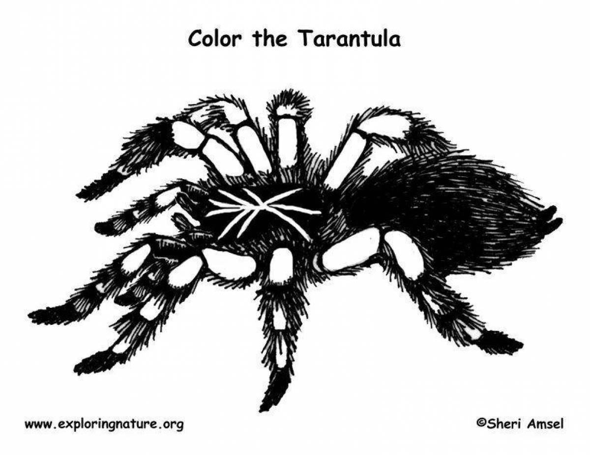 Тарантул рисунок с подписями