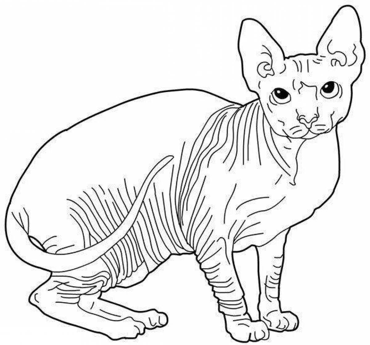 Раскраски кошек сфинксов