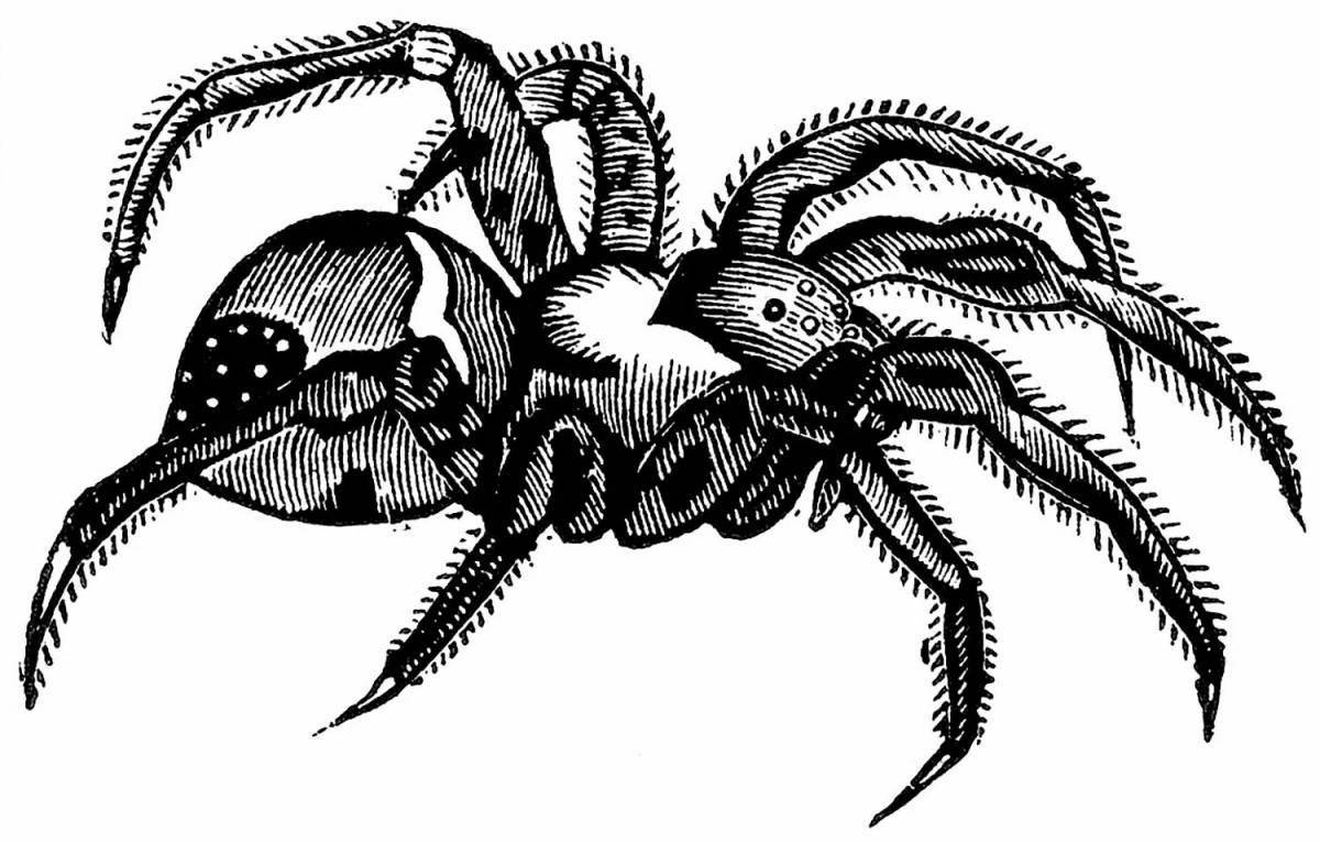 Подробная страница раскраски тарантула