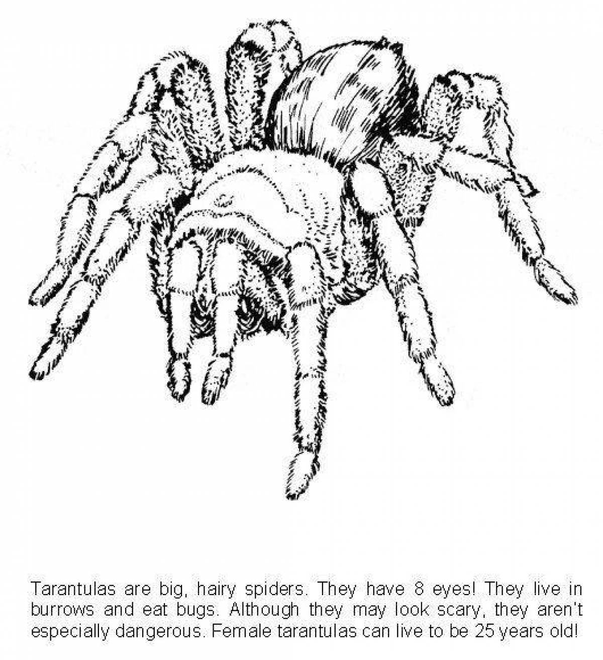 Gorgeous tarantula coloring page